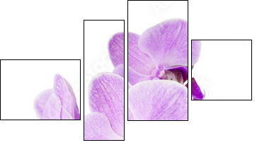 Light purple orchid isolated on white  - Obraz czteroczęściowy, Fortyk