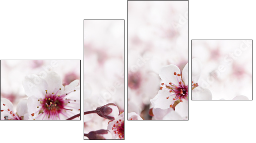 Cherry blossoms  - Obraz czteroczęściowy, Fortyk