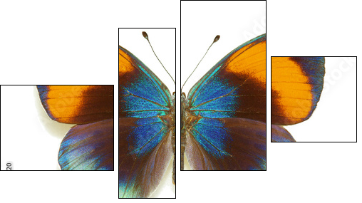 Exotic butterfly Asterope sapphira  - Obraz czteroczęściowy, Fortyk