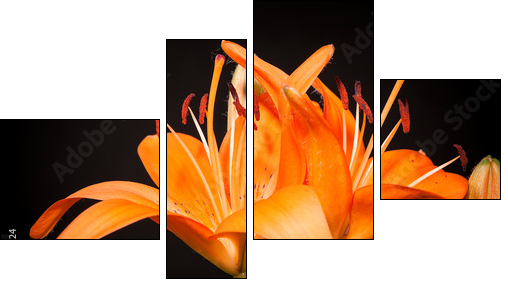 lilies on a black background  - Obraz czteroczęściowy, Fortyk