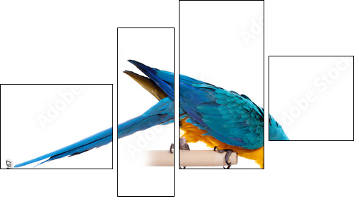 Blue and Yellow Macaw (Ara Ararauna) on white  - Obraz czteroczęściowy, Fortyk