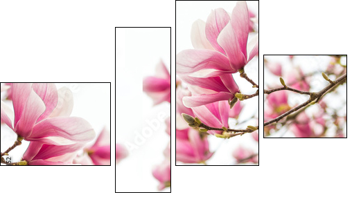 MagnolienblÃ¼ten FrÃ¼hlingszeit  - Obraz czteroczęściowy, Fortyk