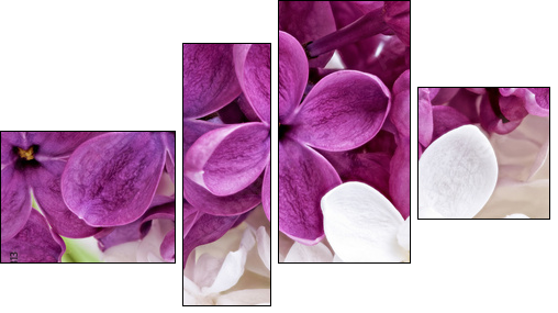 Beautiful Bunch of violet and white Lilac  - Obraz czteroczęściowy, Fortyk