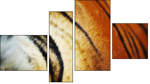 tiger  - Obraz czteroczęściowy, Fortyk