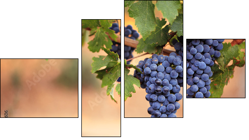 Large bunches of red wine grapes on vine  - Obraz czteroczęściowy, Fortyk
