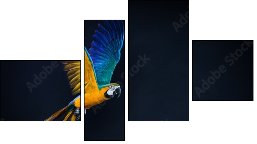 Colourful flying Ara on a dark background  - Obraz czteroczęściowy, Fortyk
