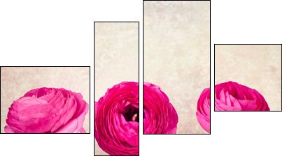 Three single ranunculus flowers on vintage background  - Obraz czteroczęściowy, Fortyk