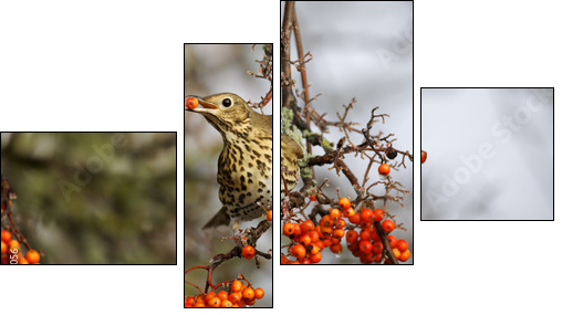 Song thrush, Turdus philomelos  - Obraz czteroczęściowy, Fortyk
