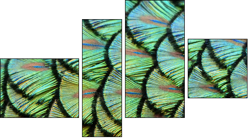 peacock background  - Obraz czteroczęściowy, Fortyk