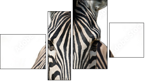 Isolated zebra  - Obraz czteroczęściowy, Fortyk