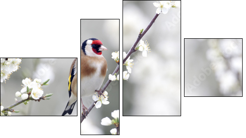 Goldfinch, Carduelis carduelis  - Obraz czteroczęściowy, Fortyk