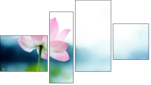 blooming lotus flower  - Obraz czteroczęściowy, Fortyk