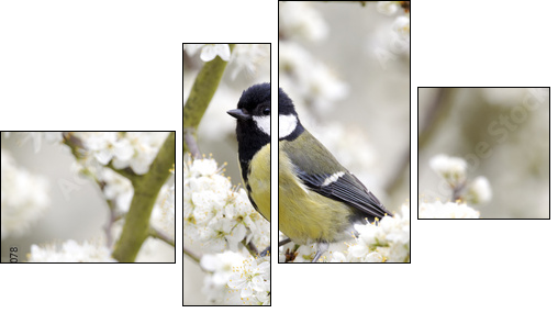 Great tit, Parus major, single bird on blossom  - Obraz czteroczęściowy, Fortyk