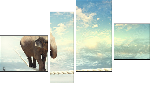 Elephant walking on rope  - Obraz czteroczęściowy, Fortyk