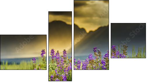Purple Lupines in the Tetons  - Obraz czteroczęściowy, Fortyk