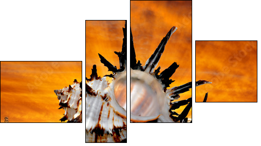 Conch shell on beach in the sunset  - Obraz czteroczęściowy, Fortyk