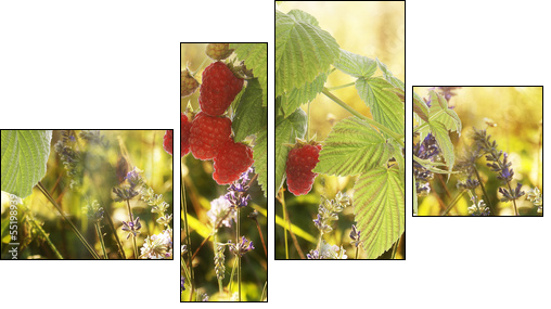 Raspberry.Garden raspberries at Sunset.Soft Focus  - Obraz czteroczęściowy, Fortyk