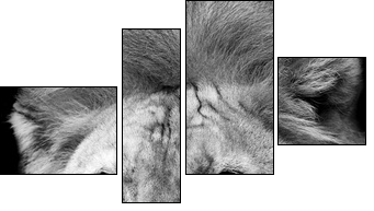 Lion portrait  - Obraz czteroczęściowy, Fortyk