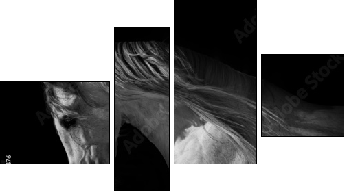 horse portrait on a dark background  - Obraz czteroczęściowy, Fortyk