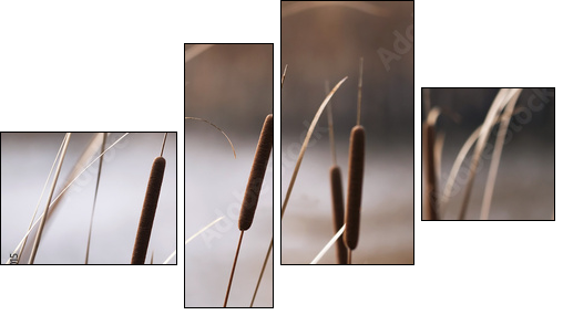 Reeds in Autumn  - Obraz czteroczęściowy, Fortyk