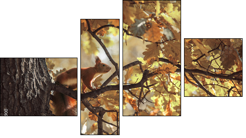 squirrel  - Obraz czteroczęściowy, Fortyk