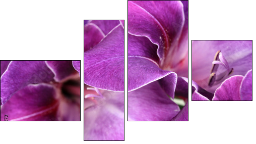 Beautiful gladiolus flower close up  - Obraz czteroczęściowy, Fortyk