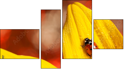 marienkÃ¤fer auf einer blume  - Obraz czteroczęściowy, Fortyk