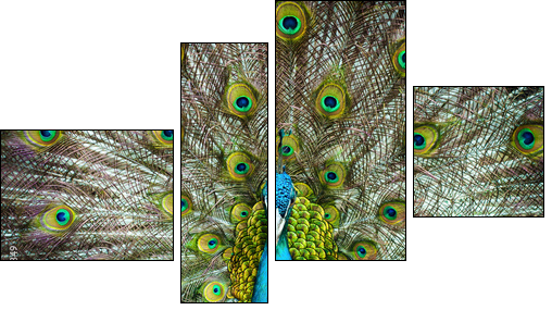 Peacock closeup on a background of feathers  - Obraz czteroczęściowy, Fortyk