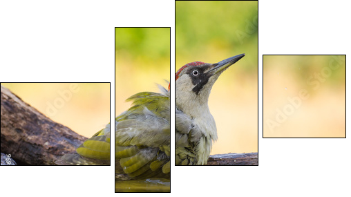 European Green Woodpecker  - Obraz czteroczęściowy, Fortyk