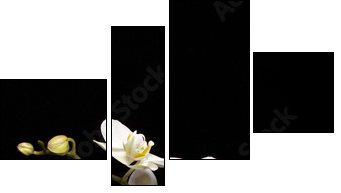 White orchid isolated on black  - Obraz czteroczęściowy, Fortyk