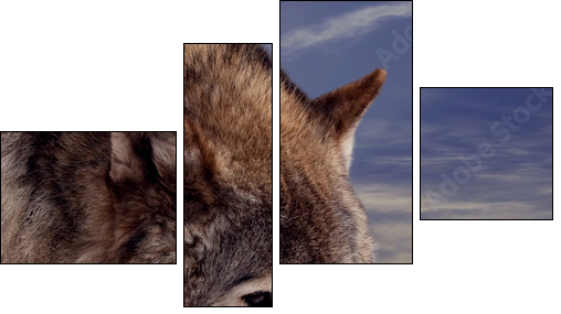 Head of wolf  - Obraz czteroczęściowy, Fortyk