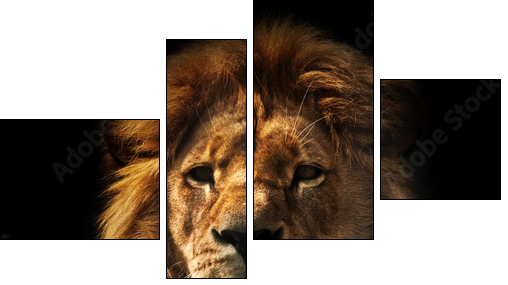Lion portrait with rich mane on black  - Obraz czteroczęściowy, Fortyk