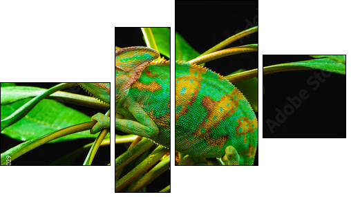 One Yemen chameleon  - Obraz czteroczęściowy, Fortyk