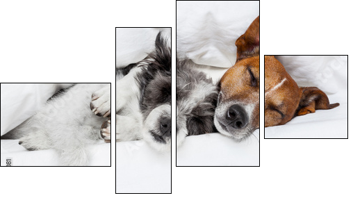 two dogs in love  - Obraz czteroczęściowy, Fortyk