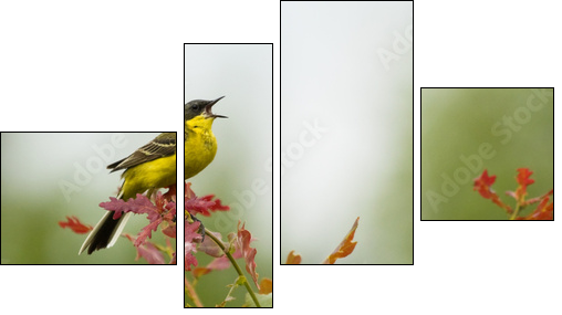 Yellow Wagtail singing on tree branch  - Obraz czteroczęściowy, Fortyk