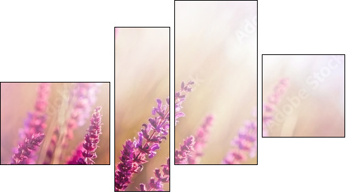 Wild flower (meadow flower)  - Obraz czteroczęściowy, Fortyk