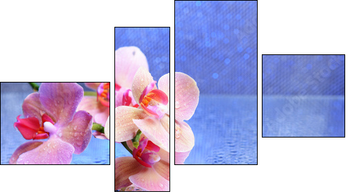 Beautiful blooming orchid with water drops  - Obraz czteroczęściowy, Fortyk