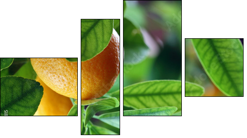 Fresh oranges  - Obraz czteroczęściowy, Fortyk