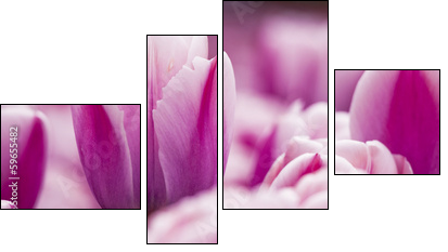 Pink tulips  - Obraz czteroczęściowy, Fortyk