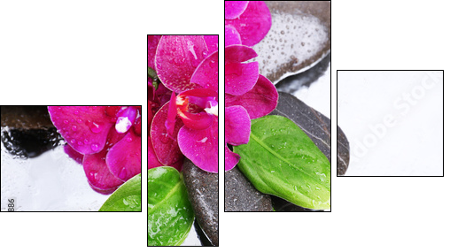 Composition with beautiful blooming orchid with water drops and  - Obraz czteroczęściowy, Fortyk