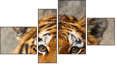 Tiger face up close  - Obraz czteroczęściowy, Fortyk