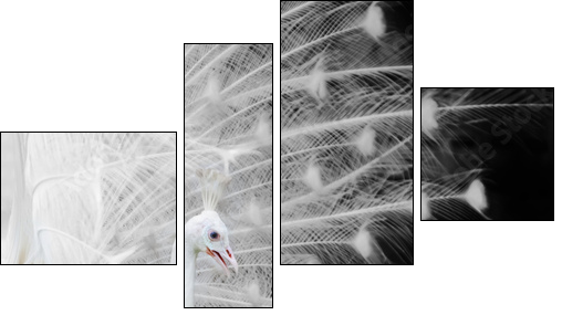 White peacock  - Obraz czteroczęściowy, Fortyk