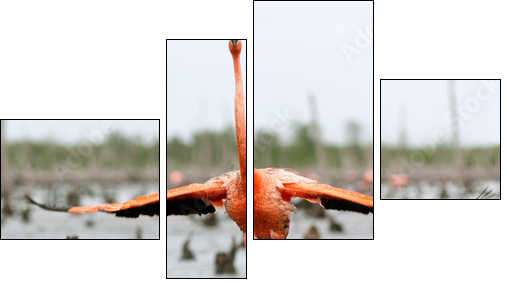 The American Flamingo (Phoenicopterus ruber)  - Obraz czteroczęściowy, Fortyk