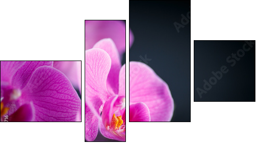 beautiful  Phalaenopsis  - Obraz czteroczęściowy, Fortyk