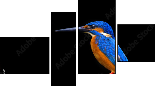 Kingfisher  - Obraz czteroczęściowy, Fortyk