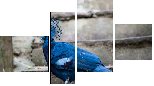 Victoria crowned pigeon. Exotic Bird Goura Victoria  - Obraz czteroczęściowy, Fortyk