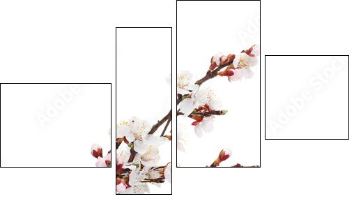 beautiful apricot blossom  in transparent vase isolated  - Obraz czteroczęściowy, Fortyk