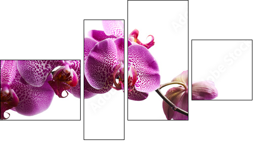 Purple orchid flowers isolated on white background  - Obraz czteroczęściowy, Fortyk