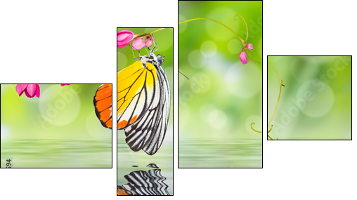 Painted Jezebel butterfly  - Obraz czteroczęściowy, Fortyk