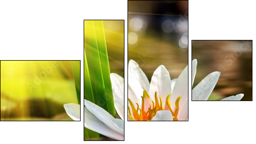 water lily  - Obraz czteroczęściowy, Fortyk